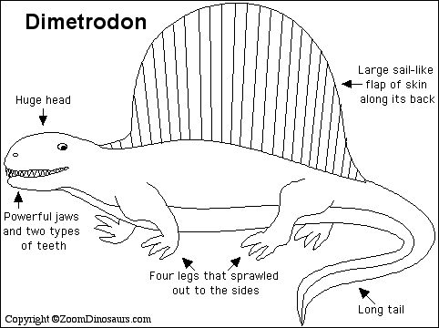 Dimetrodon anatomy