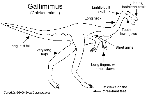 gallimimus coloring pages - photo #46