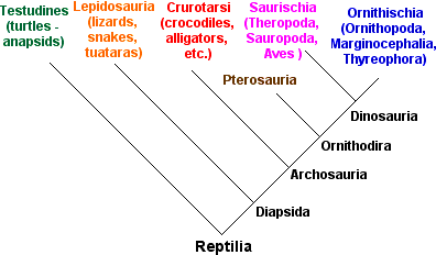 [ cladogram of Reptilia ]