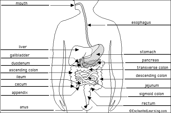 Digestive System Blank Template