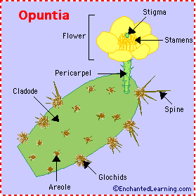 opuntia
